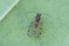 Ectopsocus petersi